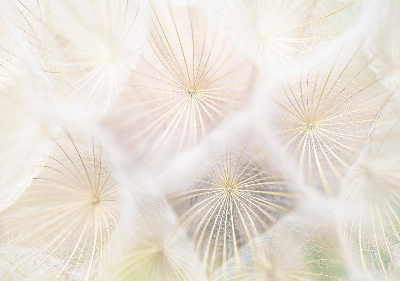 Golden Dandelion Seeds
